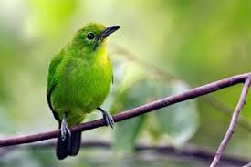 Buah anggur ini sangat disarankan untuk memberikannya kepada burung ci yang memiliki emosi yang rendah atau kurang ngotot dalam penampilannya ketika ditrek atau diadu dengan sesama jenis ci lainnya. Foto Burung Cucak Hijau Bird Beautiful Birds Birds
