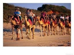 A free camel ride was included in the tour. Pin On Australia Travel