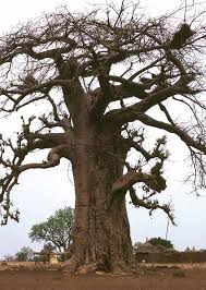 Image result for Rytigynia kigeziensis