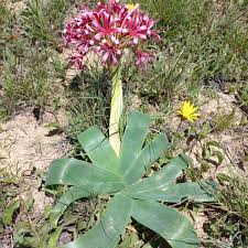 Image result for Ammocharis