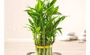 Did You Know Lucky Bamboo Plant Attracts Money Like Magnet