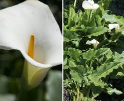 Image result for Zantedeschia aethiopica