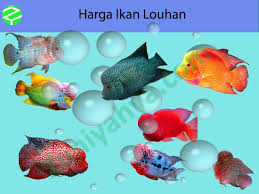 Ikan tenggiri adalah salah satu jenis ikan laut yang banyak disukai masyarakat indonesia. Harga Dan Jenis Ikan Tenggiri Paling Diminati Dan Terlengkap 2021