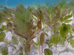 Image result for Halophila ovalis