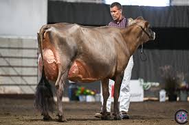 Wisconsin Summer Championship Jersey Show 2024