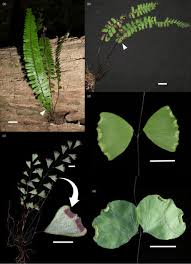 Image result for Adiantum soboliferum