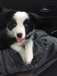 Check spelling or type a new query. Puppies Border Collie Fan Club