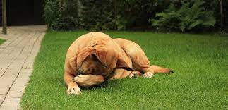 It is hard to give an exact estimate since there are so many different brands out there. Weed Killer Dogs How To Prevent Herbicide Poisoning My Family Vets