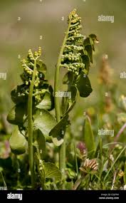 Image result for Ophioglossum vulgatum