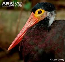 Tall Grey Bird With Black And White Head Storm S Stork Ciconia Stormi Black And White Birds Stork Wild Birds