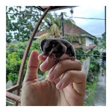 Sugargliderstore Instagram Posts Photos And Videos Picuki Com