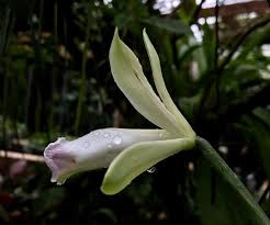 Image result for Vanilla polylepis