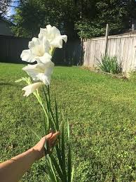 Image result for Gladiolus virgineus
