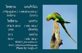 More images for นกแก้วโม่งไทย » Facebook