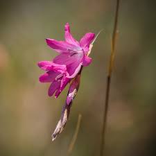 Image result for Dierama cupuliflorum