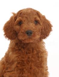 We did not find results for: Dog Australian Labradoodle Puppy Photo Wp46297