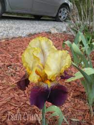 Pin By Leah Crump On Flower Plant Identification Plant Identification Planting Flowers Plants