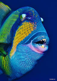 Pin By Tapan Bhar On Colourful Fishes Beautiful Sea Creatures Ocean Creatures Sea Animals