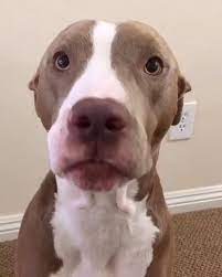 monkoodog smartdog dogoftheday dogs ilovemydog pitbullpuppy funny puppylove cuddles pitbull credit video with videos cute baby animals cute animals cute funny animals