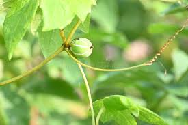 Image result for Diplocyclos