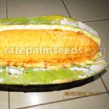 Image result for Telfairia occidentalis