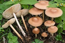 Image result for Marasmius siccus