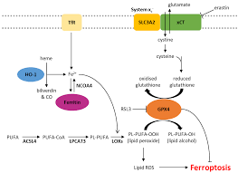 Image result for Ptycholobium contortum