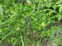 Image result for Carissa spinarum