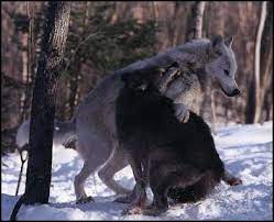 Wolf Country Reproduction Bonding And Mating