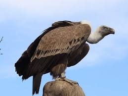 Birds That Start With The Letter T The Most Badass Birds On The Planet Animals Scary Birds Animals Beautiful