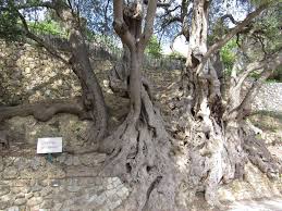 Quel Est Le Plus Vieil Arbre De France