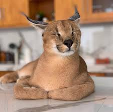 I have three litters of serval kittens good price. African Serval Caracal And Other Exotic Kittens And Cats For Sale Home Facebook