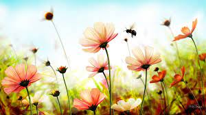 Check spelling or type a new query. Summer Hd Wallpaper Summer Wallpaper Wallpaper Nature Flowers Flower Wallpaper