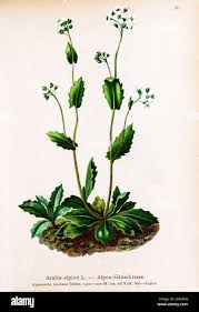 Image result for Arabis alpina