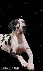 When it comes to carbohydrates, they should come from digestible sources. Carolina Great Danes Home