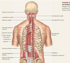 Attached to the bones of the skeletal system are about 700 named. Total Muscles In The Human Body Names Of Bones Below To Study The Division Of The There Are Approximately 640 Skeletal Muscles Within The Typical Human And Almost Every