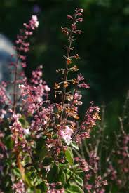 Image result for Plectranthus chimanimanensis