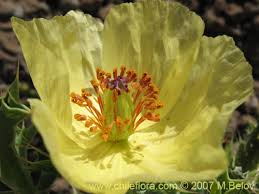 Image result for Argemone