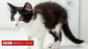 3 Bin Yavru Kedi Olduruldu Abd De Toksoplazmoz Arastirmasinda Artik Kediler Kullanilmayacak Bbc News Turkce