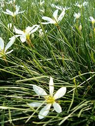 Image result for Zephyranthes candida