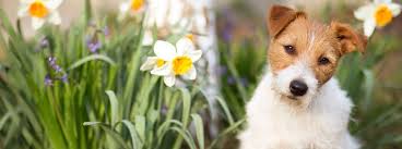 What To Do If Your Dog Is Stung By A Bee Or Wasp Purina