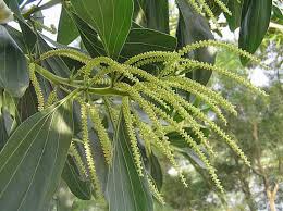 Image result for Acacia mangium