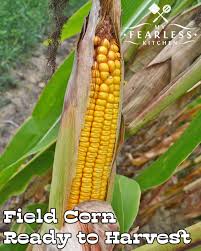A corn stalk typically grows to about 2.5 meters (8 feet). The Difference Between Sweet Corn And Field Corn
