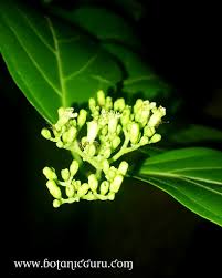 Image result for Premna serratifolia
