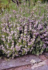 Image result for Satureja