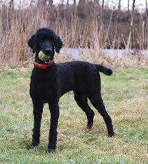 Apr 20, 2021 · if you have a poodle, try the teddy bear cut, lamb cut, or the puppy cut. Pin On Poodle