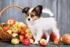 Check spelling or type a new query. Il Cane Puo Mangiare La Mela