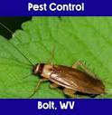 Pest Control Bolt, WV | 888-228-2955 | 304 Exterminator
