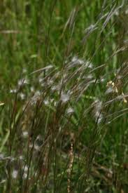 Image result for Andropogon eucomus