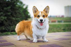 The pembroke welsh corgi and the cardigan welsh corgi. Pembroke Welsh Corgi Kingston Veterinary Clinic